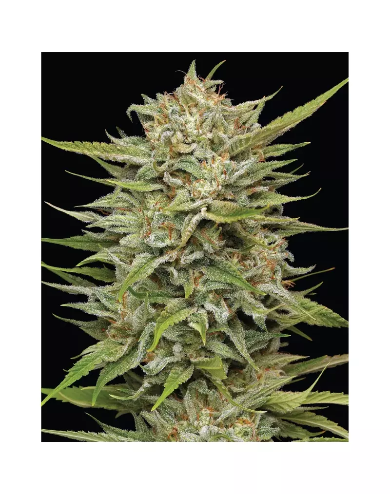 OG Kush Auto, Фасовка: 3